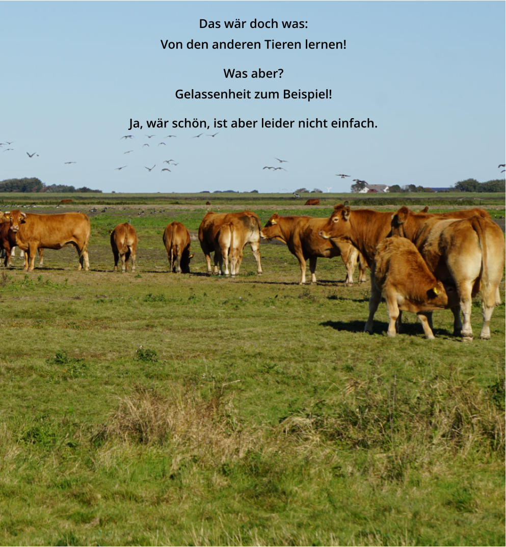 Das wär doch was: Von den anderen Tieren lernen!  Was aber? Gelassenheit zum Beispiel!   Ja, wär schön, ist aber leider nicht einfach.